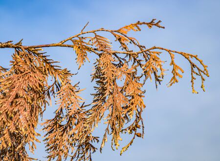 Dry coniferous branches opposite the sky. Ecological disaster. Drought.の写真素材