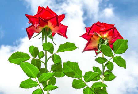 Red rose flower in a garden view from below against a blue sky.の写真素材
