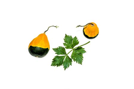 Green leaves and decorative pumpkin on a white backgroundの写真素材