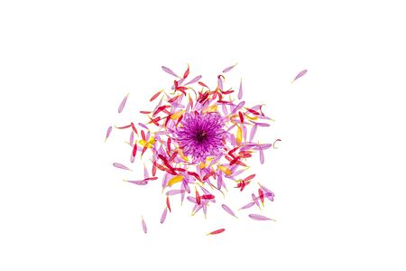 Autumn chrysanthemum flowers on a white backgroundの写真素材