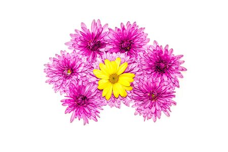 Autumn chrysanthemum flowers on a white backgroundの写真素材