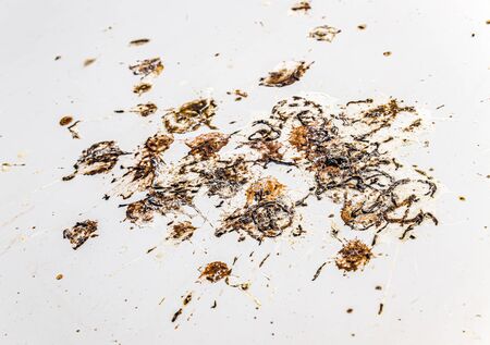 Bird droppings on the hood of a car.の写真素材