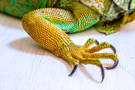 Paw with claws of exotic animal iguana.の写真素材