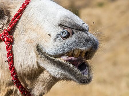 Camel head in nature close-upの写真素材