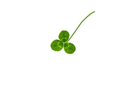 Clover plant leaves on a white backgroundの写真素材