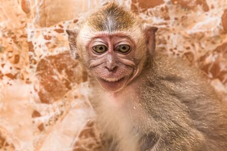 Little monkey in the zoo behind the glassの写真素材