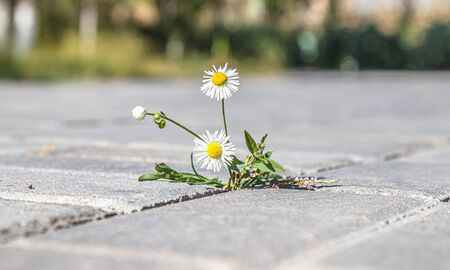 Plant weeds between paving tiles
