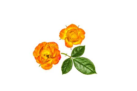Yellow-orange autumn bright rose flowers isolated on white backgroundの写真素材