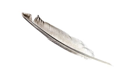 Gray bird feather isolated on white background close-upの写真素材