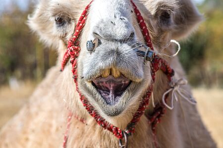 Camel head in nature close-upの写真素材