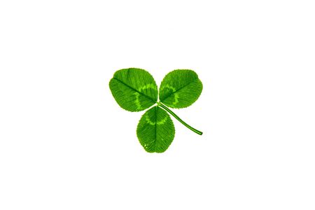 Clover plant leaves on a white backgroundの写真素材