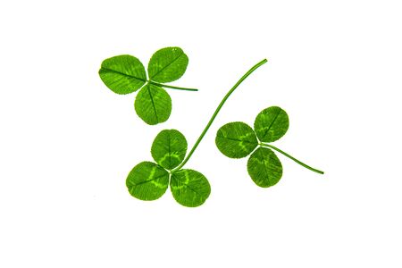 Clover plant leaves on a white backgroundの写真素材