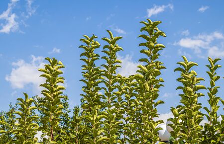 Green branches of an apple tree against the skyの写真素材