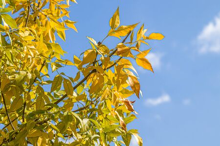 Plant with autumn leaves against the sky with cloudsの写真素材