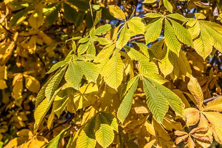 Autumn leaves of a chestnut plant against the skyの写真素材