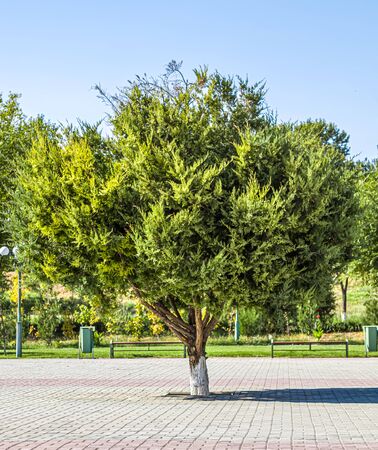 Tree in the park among paving slabsの写真素材