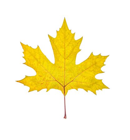 Yellow autumn maple leaf isolated on white backgroundの写真素材