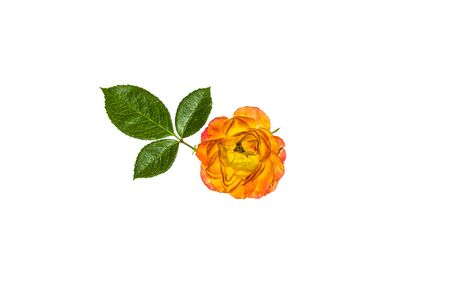 Yellow-orange autumn bright rose flowers isolated on white backgroundの写真素材