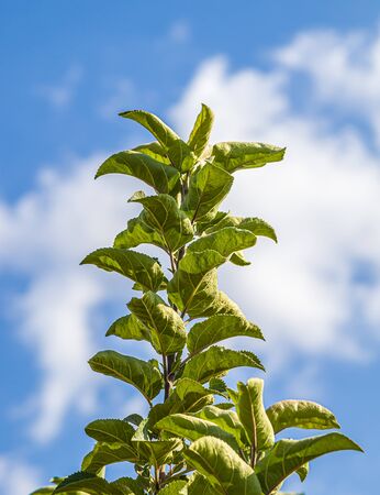 Green branches of an apple tree against the skyの写真素材
