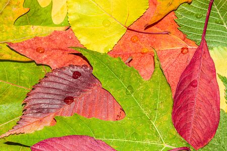 Bright background from autumn leaves as a backgroundの写真素材