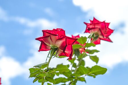 Bush with red roses against the sky with clouds bottom view.の写真素材
