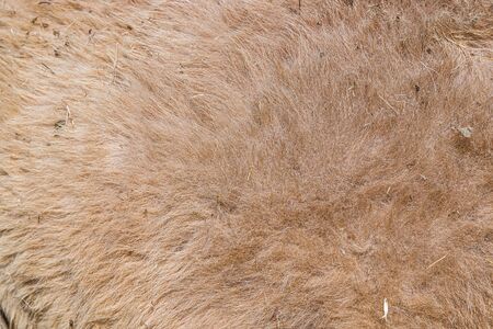 Dirty camel hair as backgroundの写真素材