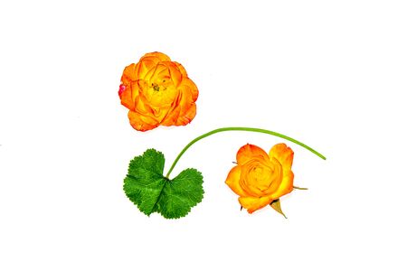 Yellow-orange autumn bright rose flowers isolated on white backgroundの写真素材