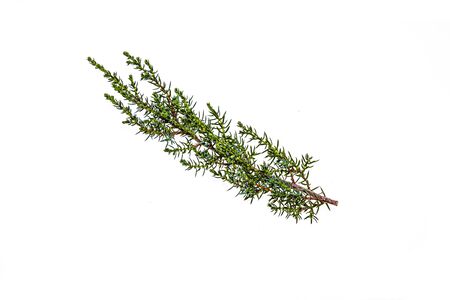 Fresh twig cypress plants on a white backgroundの写真素材
