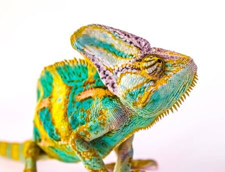 Exotic animal chameleon on a white background.の写真素材