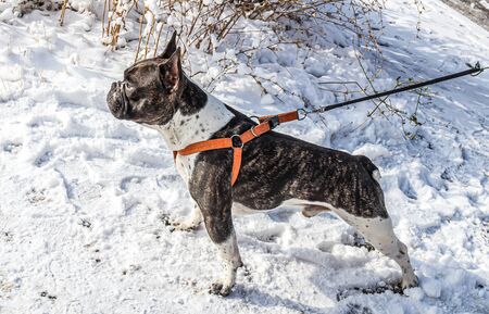 Portrait of a french bulldog dog in winter in natureの写真素材