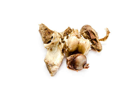 Gnawed bones of a cow on a white background.