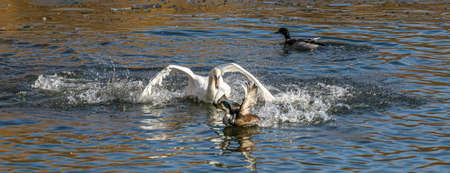 Swan and ducks in the water in a lake in a city park.の写真素材