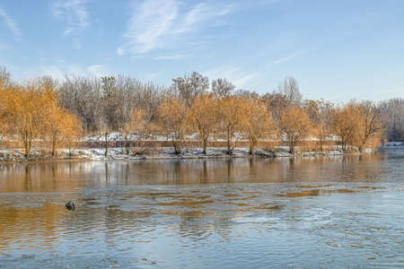 Yellow willow trees on the lake in the park. Scenery.の写真素材