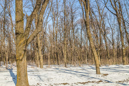 Trees in a city park. First snow. Landscape.の写真素材