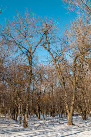 Trees in a city park. First snow. Landscape.の写真素材