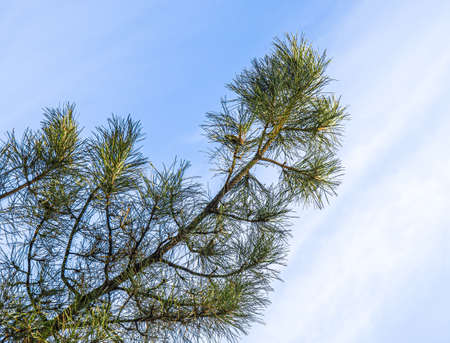 Coniferous tree branch against the blue skyの写真素材