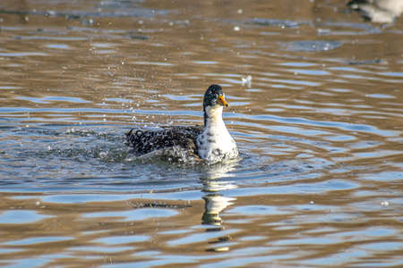 A spray of water from a swimming duck in a lake.の写真素材