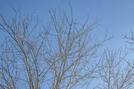 Dry tree branches against the blue skyの写真素材