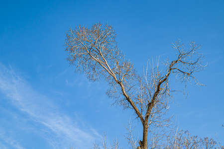 Dry tree branches against the blue skyの写真素材