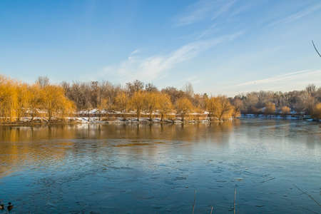Yellow willow trees on the shore of a frozen lake in a city park.の写真素材