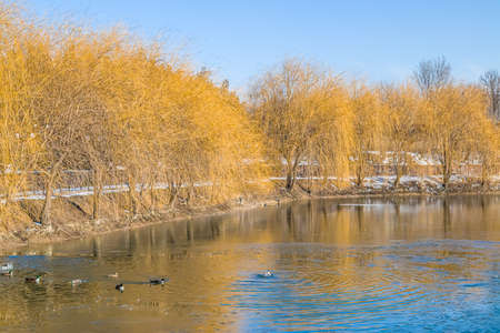 Yellow willow trees on the shore of a frozen lake in a city park.の写真素材