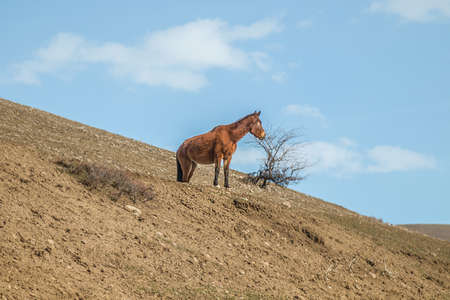 Przewalski's horse in nature on a hillsideの写真素材