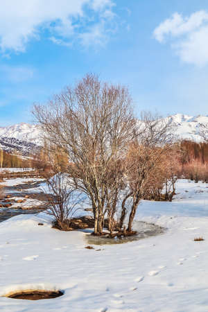 Trees in melting snow against the backdrop of snow-capped mountains. winter landscape.の写真素材