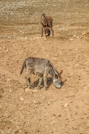 Young donkey in nature on a hillsideの写真素材
