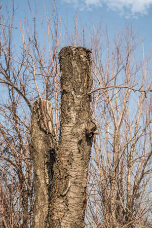 old cut fruit tree trunkの写真素材