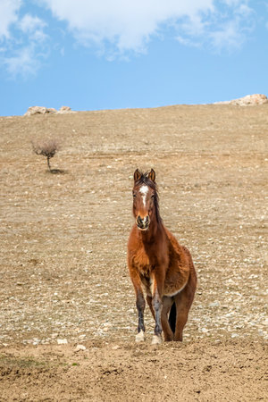 Przewalski's horse in nature on a hillsideの写真素材