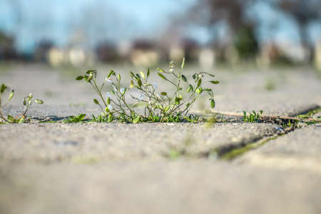 Weed plant grows between paving slabs in the parkの写真素材