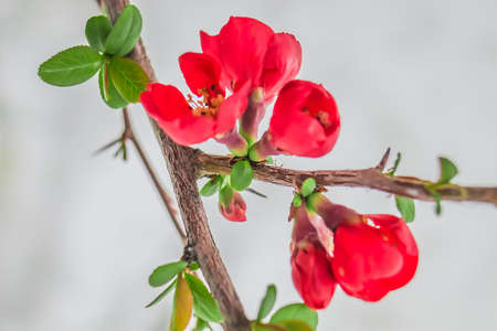 Branch of thorny shrub with beautiful red flowersの写真素材