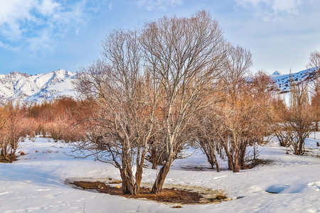 Trees in melting snow against the backdrop of snow-capped mountains. winter landscape.の写真素材