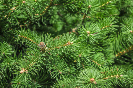 Fresh young green branches of a coniferous tree spruce in natureの写真素材